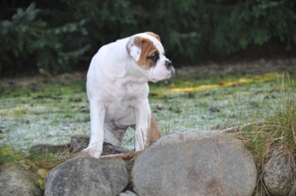 Continental Bulldogs Seeblickbulls Bilderalbum Bulldog-Bogeys Emmas erste Tage