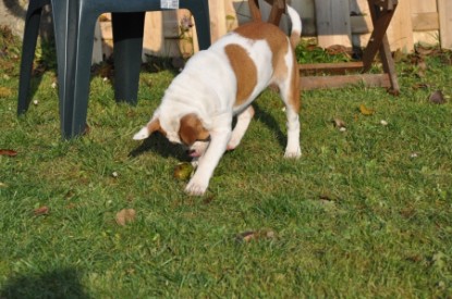 Continental Bulldogs Seeblickbulls Bilderalbum Bulldog-Bogeys Emmas erste Tage