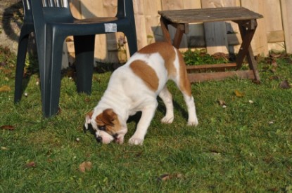 Continental Bulldogs Seeblickbulls Bilderalbum Bulldog-Bogeys Emmas erste Tage