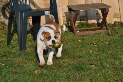 Continental Bulldogs Seeblickbulls Bilderalbum Bulldog-Bogeys Emmas erste Tage