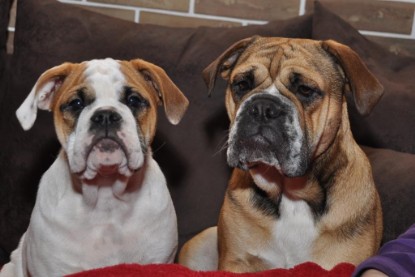 Continental Bulldogs Seeblickbulls Bilderalbum Bulldog-Bogeys Emmas erste Tage