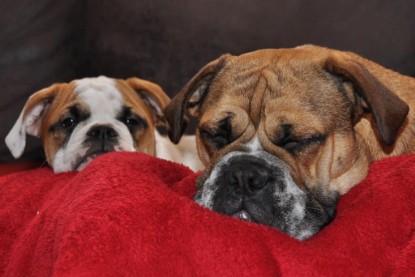 Continental Bulldogs Seeblickbulls Bilderalbum Bulldog-Bogeys Emmas erste Tage