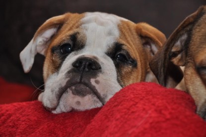 Continental Bulldogs Seeblickbulls Bilderalbum Bulldog-Bogeys Emmas erste Tage