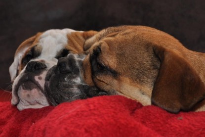 Continental Bulldogs Seeblickbulls Bilderalbum Bulldog-Bogeys Emmas erste Tage