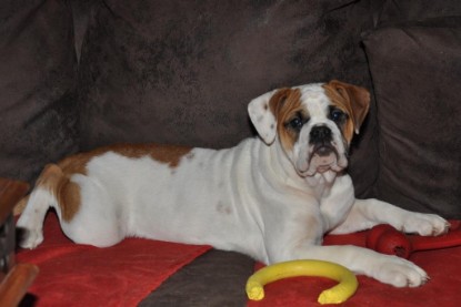 Continental Bulldogs Seeblickbulls Bilderalbum Bulldog-Bogeys Emmas erste Tage