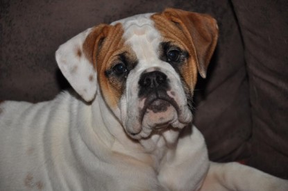 Continental Bulldogs Seeblickbulls Bilderalbum Bulldog-Bogeys Emmas erste Tage