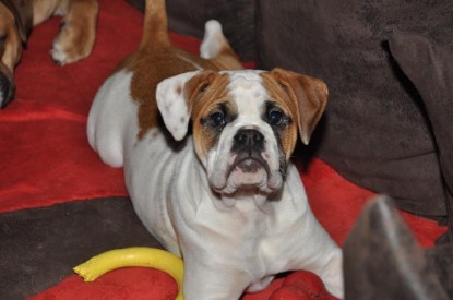 Continental Bulldogs Seeblickbulls Bilderalbum Bulldog-Bogeys Emmas erste Tage