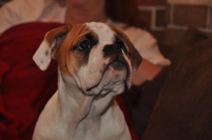 Continental Bulldogs Seeblickbulls Bilderalbum Bulldog-Bogeys Emmas erste Tage