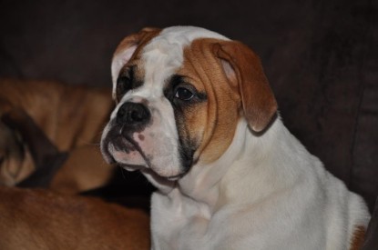 Continental Bulldogs Seeblickbulls Bilderalbum Bulldog-Bogeys Emmas erste Tage