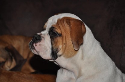 Continental Bulldogs Seeblickbulls Bilderalbum Bulldog-Bogeys Emmas erste Tage