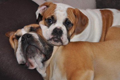 Continental Bulldogs Seeblickbulls Bilderalbum Bulldog-Bogeys Emmas erste Tage