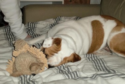 Continental Bulldogs Seeblickbulls Bilderalbum Bulldog-Bogeys Emmas erste Tage