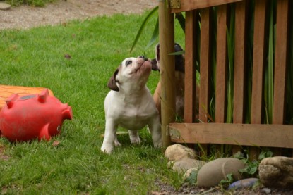 Continental Bulldogs Seeblickbulls Bilderalbum - Friedwart von Chantun da Muntogna