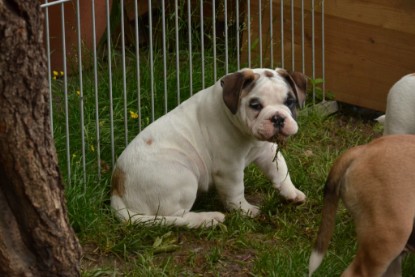 Continental Bulldogs Seeblickbulls Bilderalbum - Friedwart von Chantun da Muntogna