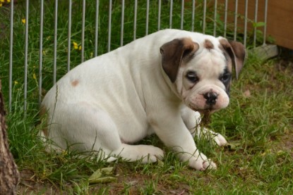 Continental Bulldogs Seeblickbulls Bilderalbum - Friedwart von Chantun da Muntogna