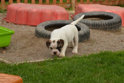 Continental Bulldogs Seeblickbulls Bilderalbum - Friedwart von Chantun da Muntogna