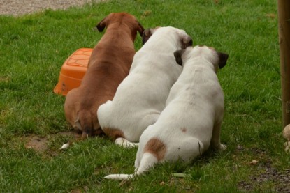 Continental Bulldogs Seeblickbulls Bilderalbum - Friedwart von Chantun da Muntogna