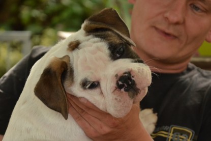 Continental Bulldogs Seeblickbulls Bilderalbum - Friedwart von Chantun da Muntogna