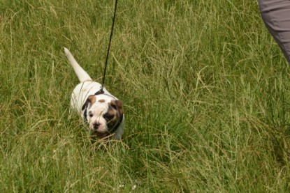 Continental Bulldogs Seeblickbulls Bilderalbum - Friedwart von Chantun da Muntogna