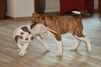 Continental Bulldogs Seeblickbulls Bilderalbum - Friedwart von Chantun da Muntogna