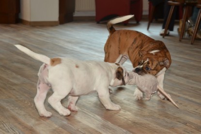 Continental Bulldogs Seeblickbulls Bilderalbum - Friedwart von Chantun da Muntogna