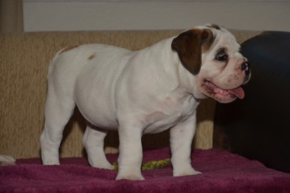 Continental Bulldogs Seeblickbulls Bilderalbum - Friedwart von Chantun da Muntogna