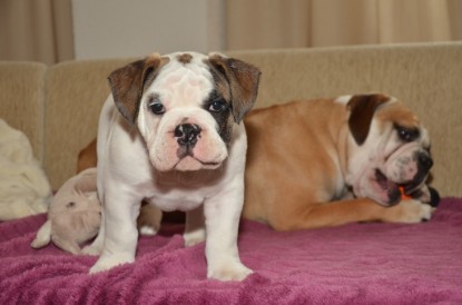 Continental Bulldogs Seeblickbulls Bilderalbum - Friedwart von Chantun da Muntogna