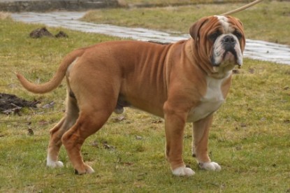 Continental Bulldogs Seeblickbulls Bilderalbum - Besuch bei Manfred