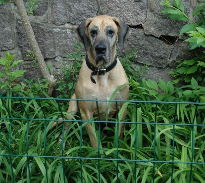 Dogge Luna in Le Hohwald