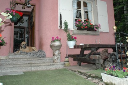 Dogge Luna in Le Hohwald