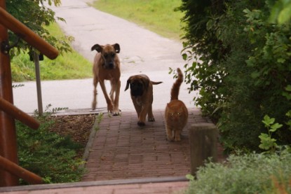 Mastiff Don Theo und die kleinen Kater