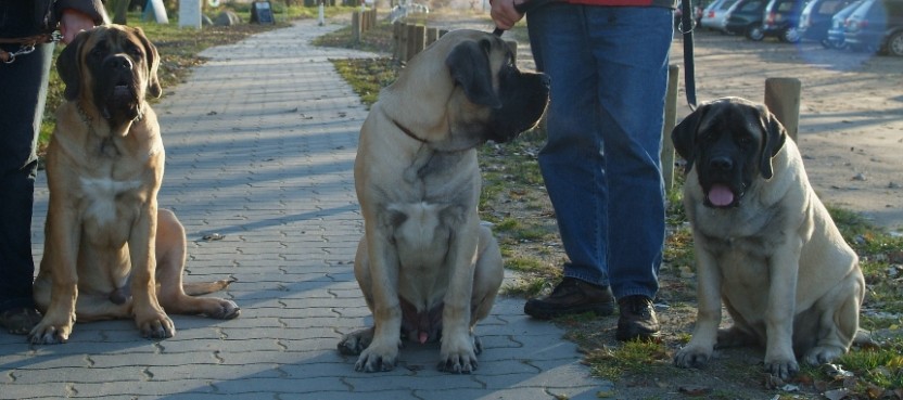 Mastiffs Don Theo, Don camillo und Daydream Diva