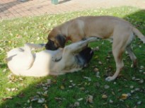 Mastiffs Don Theo, Don camillo und Daydream Diva