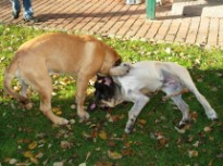 Mastiffs Don Theo, Don camillo und Daydream Diva