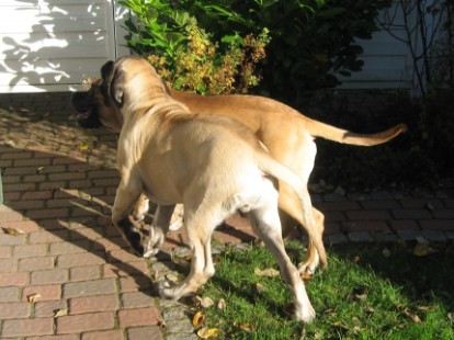 Mastiffs Don Theo, Don camillo und Daydream Diva