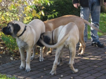 Mastiffs Don Theo, Don camillo und Daydream Diva