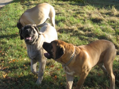 Mastiffs Don Theo, Don camillo und Daydream Diva