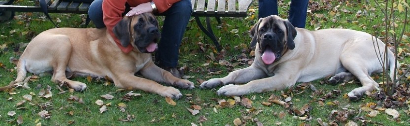 Mastiffs Don Theo, Don camillo und Daydream Diva