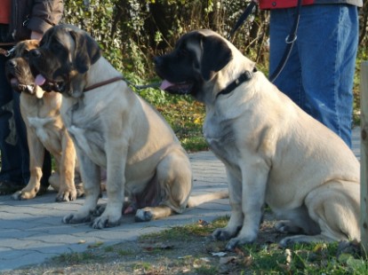 Mastiffs Don Theo, Don camillo und Daydream Diva