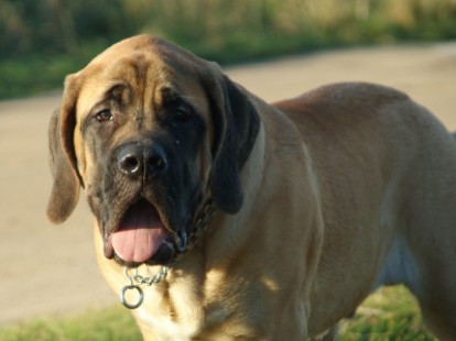 Mastiffs Don Theo, Don camillo und Daydream Diva