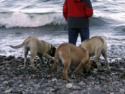 Mastiffs Don Theo, Don camillo und Daydream Diva