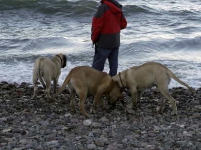 Mastiffs Don Theo, Don camillo und Daydream Diva