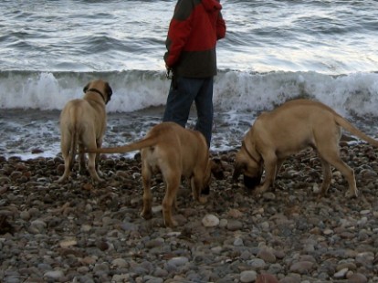 Mastiffs Don Theo, Don camillo und Daydream Diva