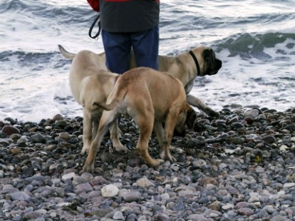 Mastiffs Don Theo, Don camillo und Daydream Diva