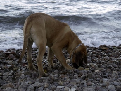 Mastiffs Don Theo, Don camillo und Daydream Diva