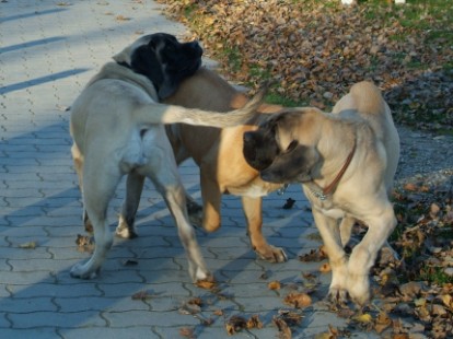 Mastiffs Don Theo, Don camillo und Daydream Diva