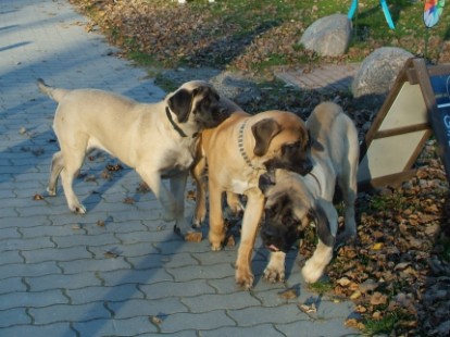 Mastiffs Don Theo, Don camillo und Daydream Diva