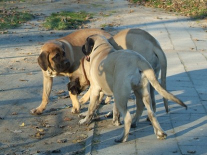 Mastiffs Don Theo, Don camillo und Daydream Diva