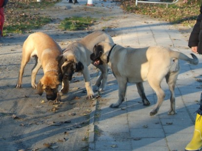 Mastiffs Don Theo, Don camillo und Daydream Diva