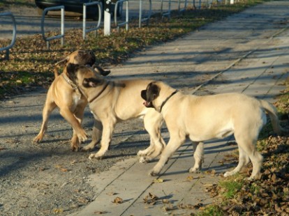 Mastiffs Don Theo, Don camillo und Daydream Diva